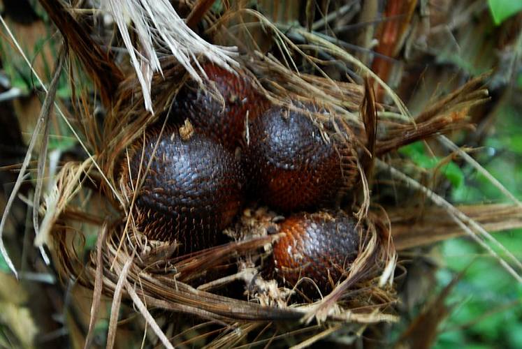 07-salak-03