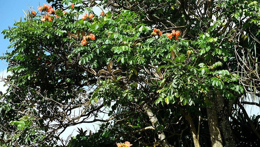 36-hanalei-28