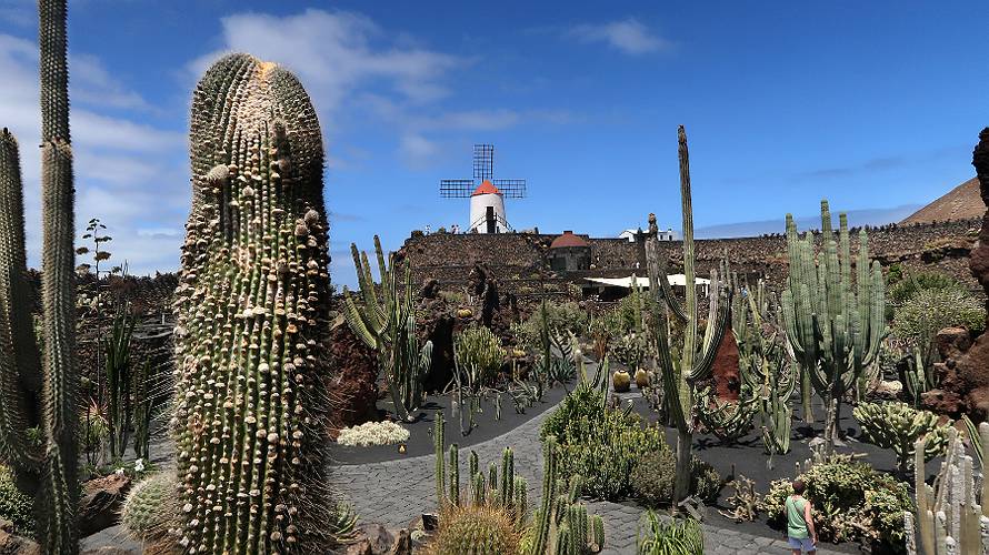 08-cactus_07