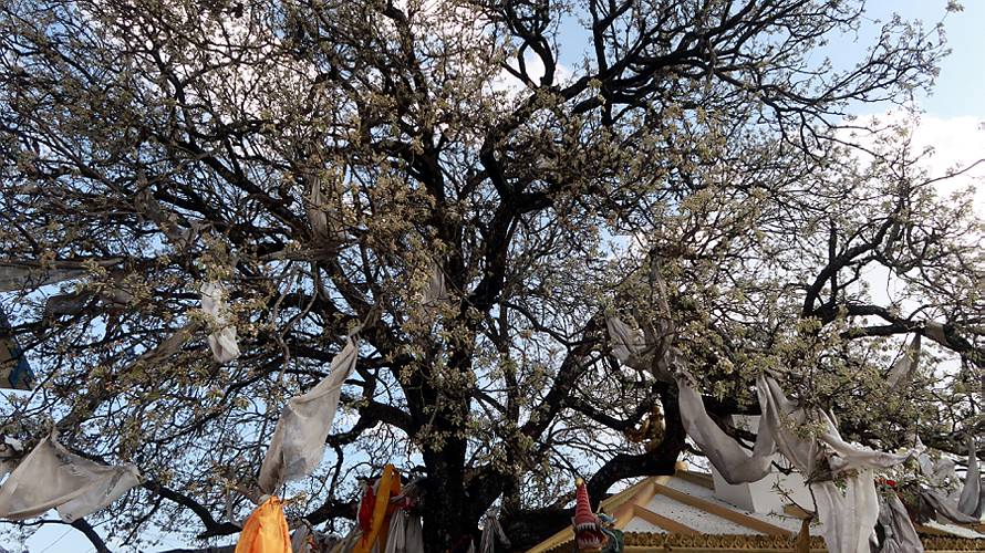 14-namobuddha_11