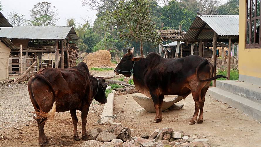 19-chitwan_39