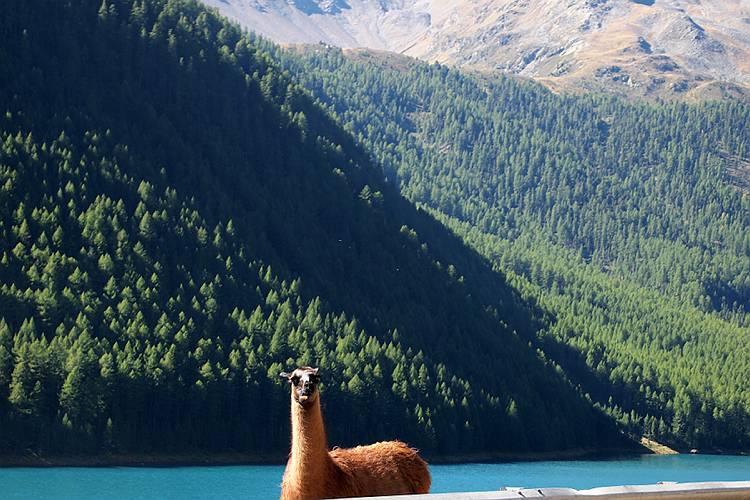 suedtirol_797
